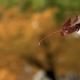 Illustration for article titled Shooting Challenge: Fall Leaves Gallery